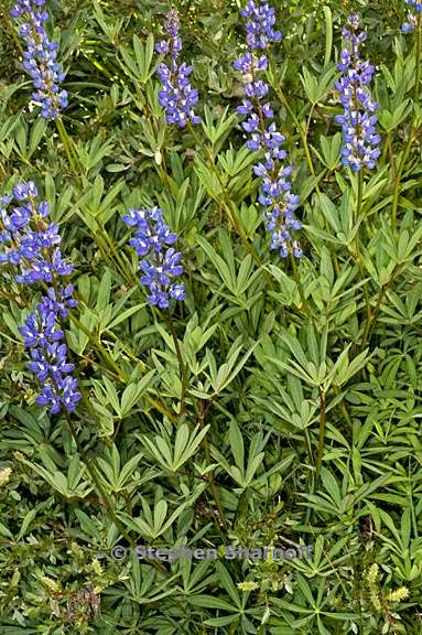 lupinus polyphyllus var burkei 3 graphic